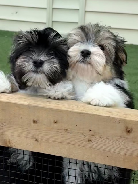 Los Companero Havanese