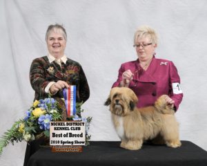 Misha Best of Breed Photo